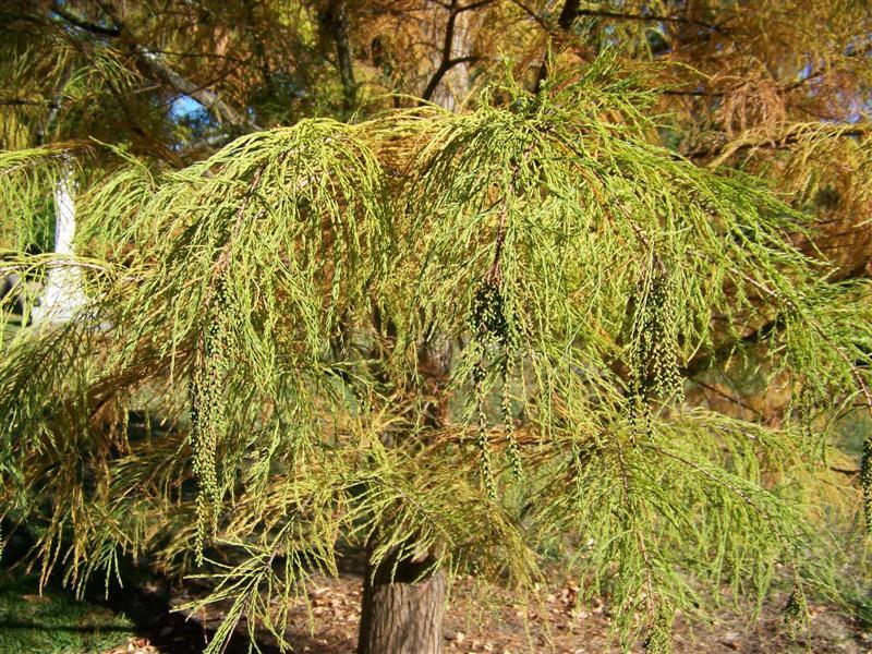 Pond Cypress tree